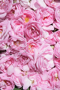 玫瑰茶花瓣玫瑰油生产油井玫瑰和罗图片