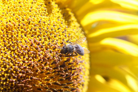 蜜蜂收集橙色模糊背景网站横幅的向日葵花中的花蜜您文本图片