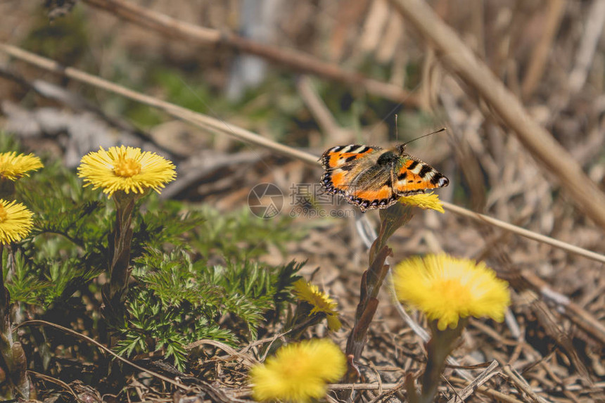 小的乌龟壳雄蝴蝶坐落在科尔茨福特图西拉戈河边黄色花朵上乳色对比图片