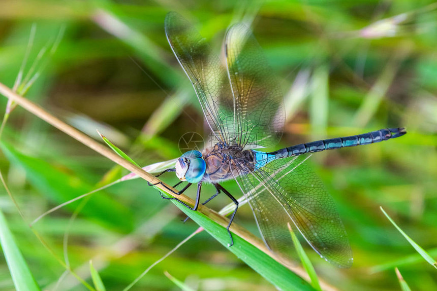 在绿色背景的蓝色皇帝日本蜻蜓图片
