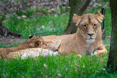 狮子妈带着她的幼崽刚果狮子Pantheraleobleyenb图片