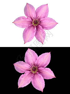 铁线莲在活跃的开花期开花背景图片