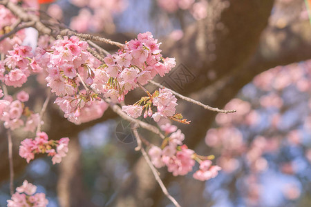 樱花树上的粉红色樱花图片