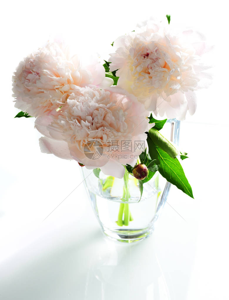 白色背景下玻璃花瓶中白牡丹的花卉成分图片
