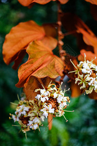 金叶Bauhiiniaaureifolia和图片