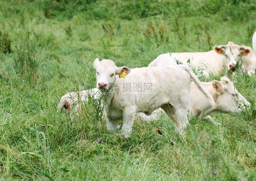 草地上的奶牛农场动物图片