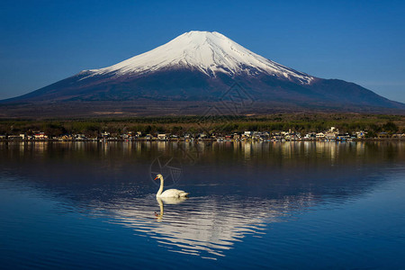 白天鹅与藤山或藤山一起在矢马纳卡湖上游至日本亚马那西的青春图片
