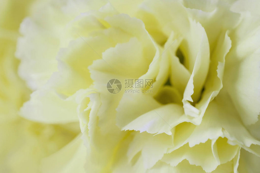 黄色康乃馨花柔和的背景图片