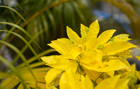 花园树或观赏植物的美丽自然背景背景模糊的黄叶这是一个美图片