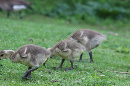 多只幼鹅或小雁在草地上放牧春背景图片
