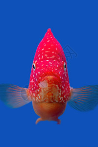 蓝色背景上的加里波第幼鱼图片