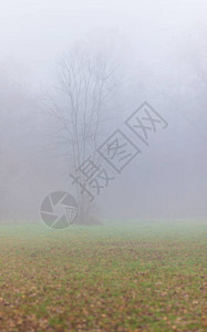 林中雾霭秋色绚丽图片