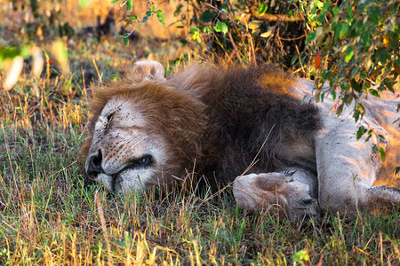 睡在灌木丛下是狮子肯图片