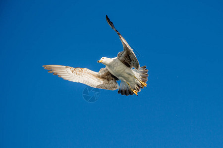 单海鸥在蓝天空中图片