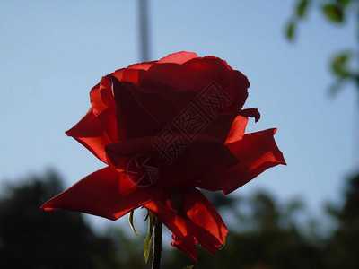春天村里一些小红玫瑰的美丽的字幕图片