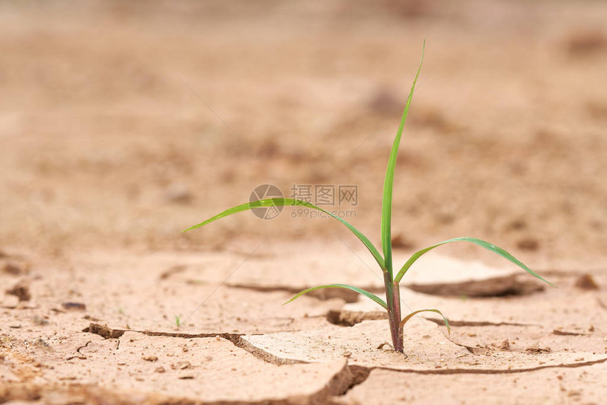 植物生长在干燥的地面上植物试图过下一个生命环境不利于生活的理念是与可用的图片