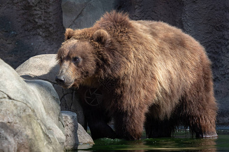 棕熊在水中图片