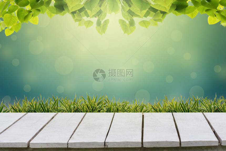 绿色背景在白色木制地板上有一棵布基叶和草图片