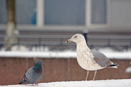 暴风雪期间雪地里的海鸥和鸽子图片