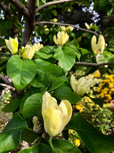 春日的春天花园黄图片