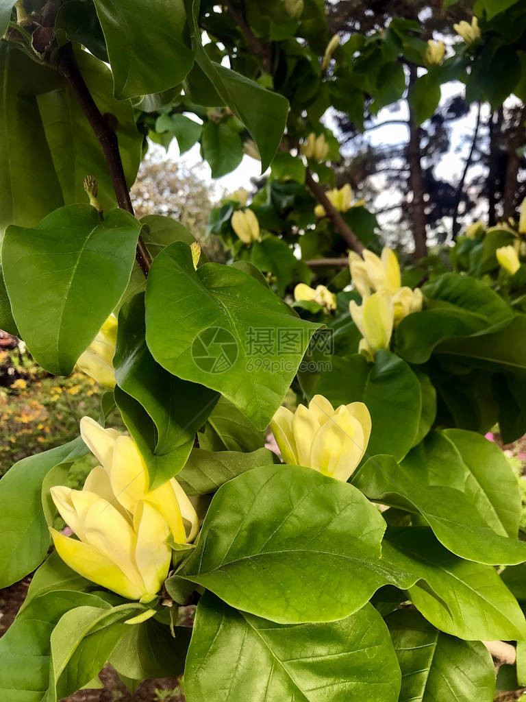 春日的春天花园黄图片