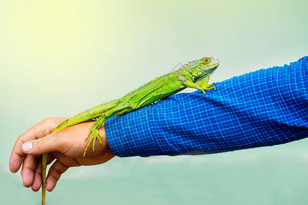 绿蜥蜴坐在一个人的长手上图片