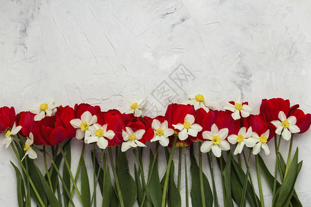 红郁金香和白水仙在光石背景上平图片