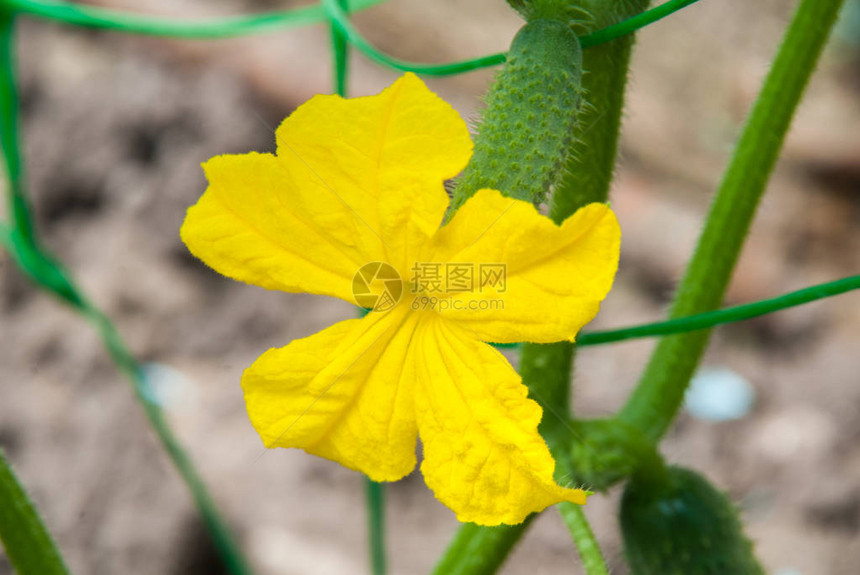 有黄花的年轻植物黄瓜树叶背景上充满果汁的新黄图片