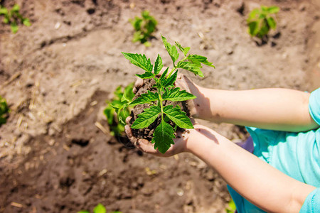 孩子在花园里种植物背景图片