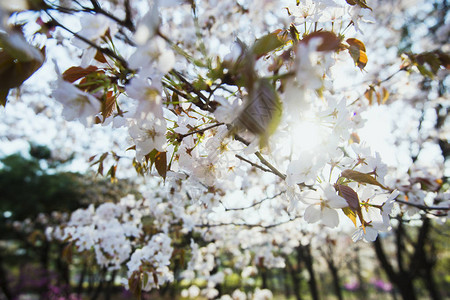 南韩首尔的春日之光下开着一棵盛图片