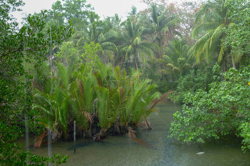 沿泰国KohKood岛雨林运行的图片