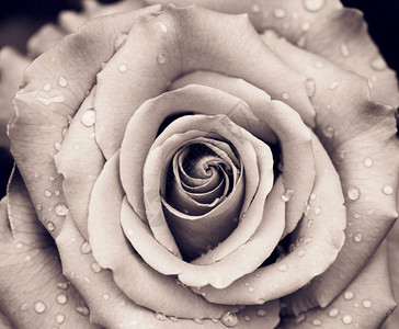雨水关闭后玫瑰芽与水滴接合图片