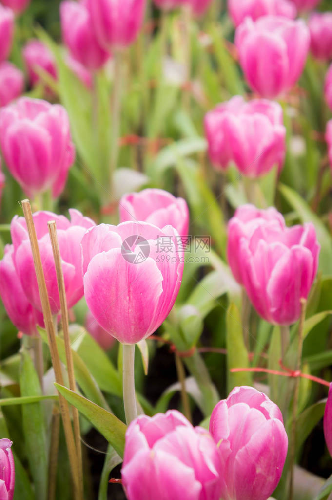 粉红色郁金香花园郁金花图片