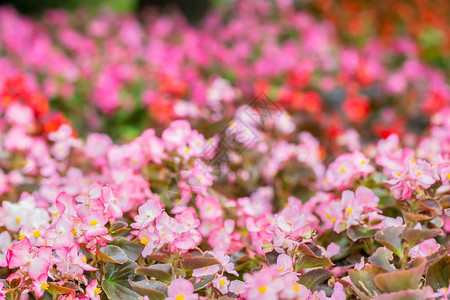 彩色海棠花天然粉红色背景图片