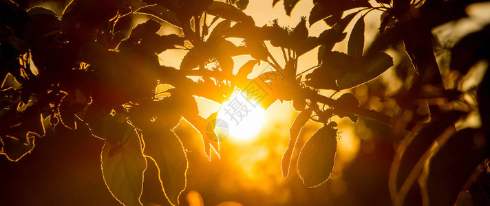 夜晚明亮的太阳环绕着苹果叶子图片