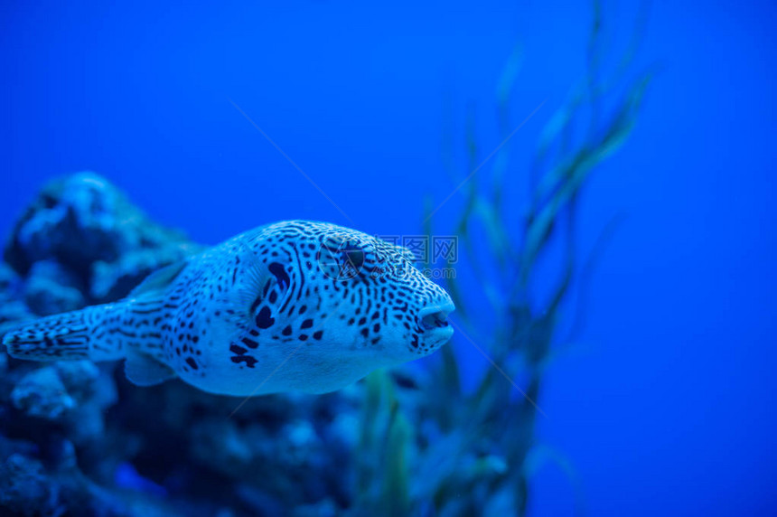 从海洋水族馆的不图片