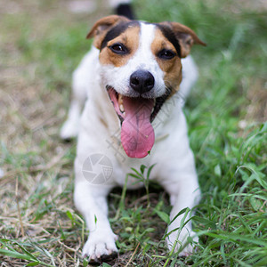 JackRussellTerrier坐在草地上图片