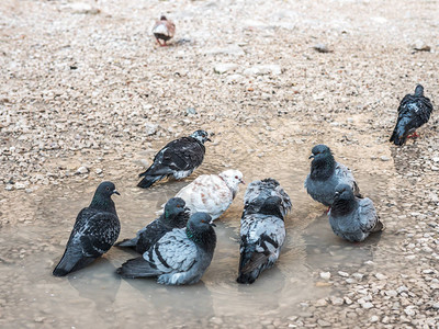 一群灰色鸽子和一只白鸽子在克罗地亚杜布罗夫尼克的砂砾区的一个水图片