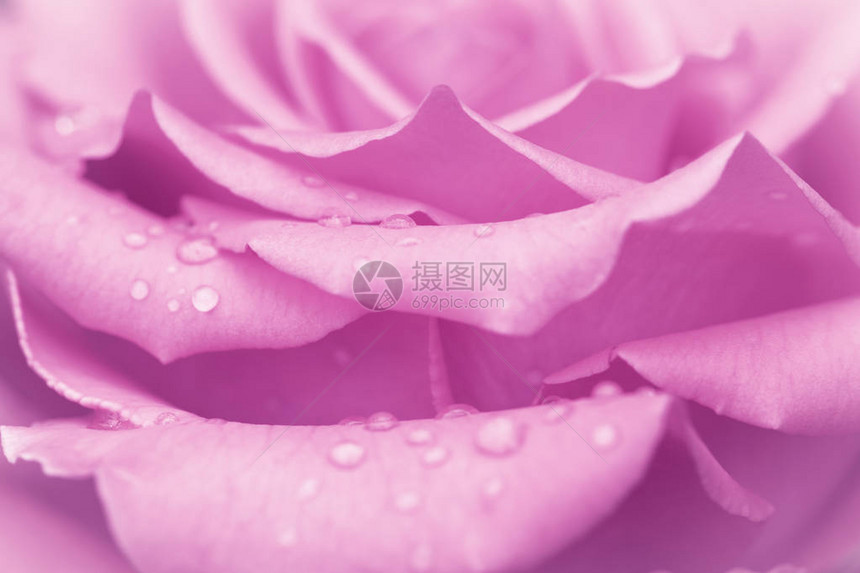 雨后有水滴的粉红色玫瑰花蕾关闭图片
