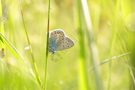 春天早晨的蝴蝶普通蓝色图片