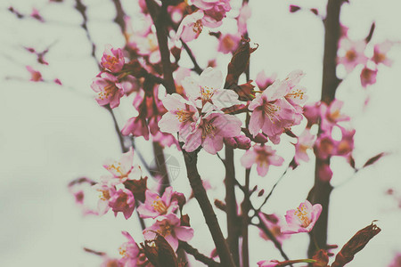 春苹果树粉红色花朵在自然背景下开图片