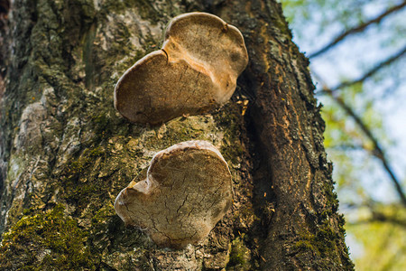 蘑菇生长在森图片