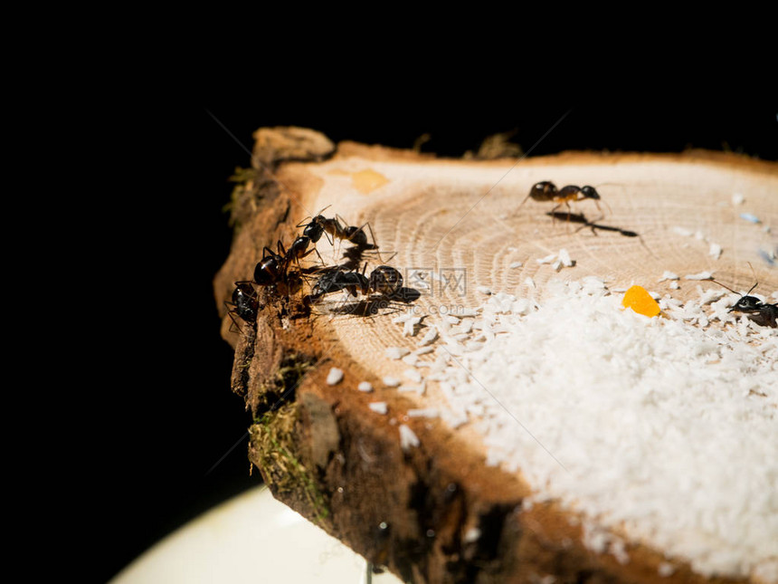 一群蚂蚁在木头上白薯片图片