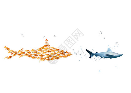 由金鱼制成的大鲨鱼攻击一条真正害怕的鲨鱼团结的概念是力量团队合图片