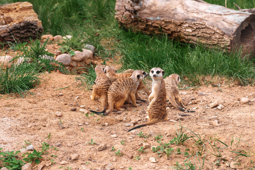 动物园里的猫鼬家族图片