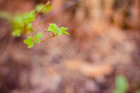 第一片绿色的春叶自然背景图片