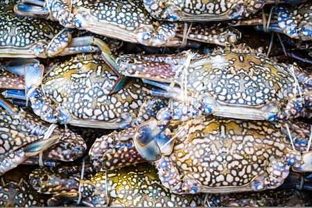 市场上冰海鲜上的新鲜生蟹堆图片
