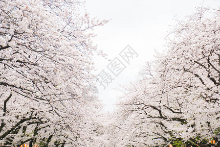 日本东京树枝上盛图片