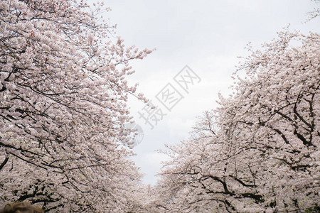 日本东京树枝上盛图片