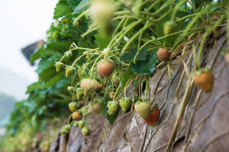 草莓种植农场在土壤中含有果子的草莓种图片